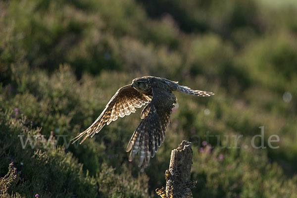 Merlin (Falco columbarius)