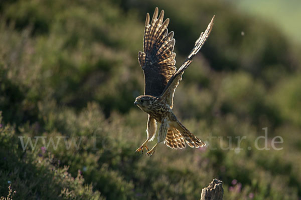 Merlin (Falco columbarius)