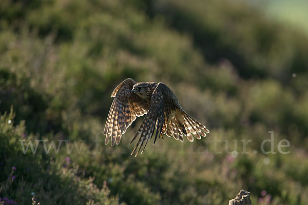 Merlin (Falco columbarius)