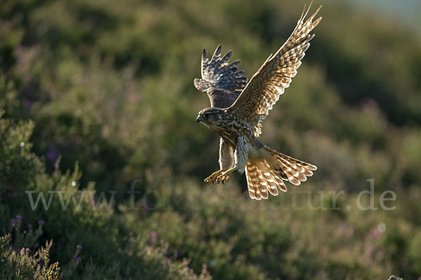 Merlin (Falco columbarius)