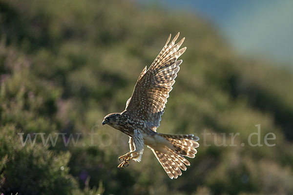 Merlin (Falco columbarius)