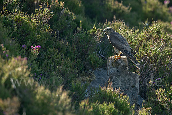 Merlin (Falco columbarius)