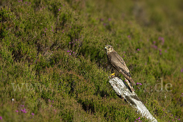 Merlin (Falco columbarius)