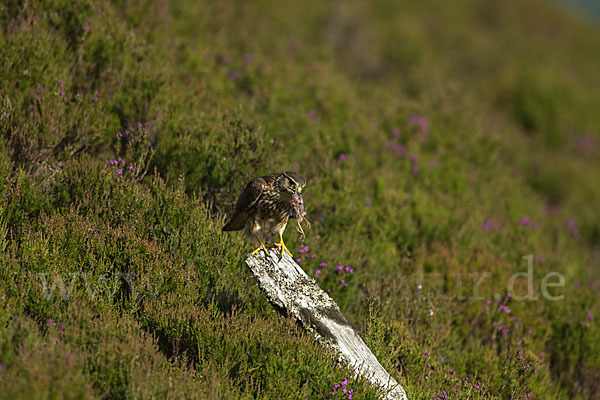 Merlin (Falco columbarius)