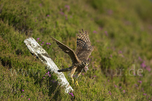 Merlin (Falco columbarius)