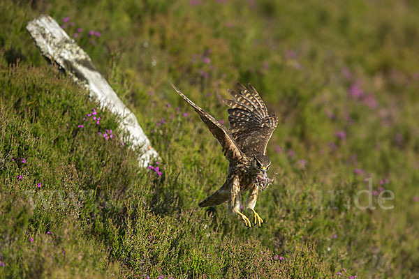 Merlin (Falco columbarius)