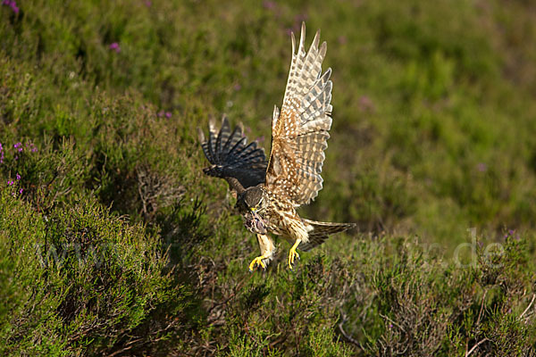 Merlin (Falco columbarius)