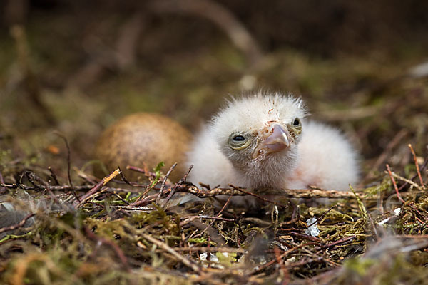 Merlin (Falco columbarius)