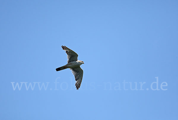 Merlin (Falco columbarius)