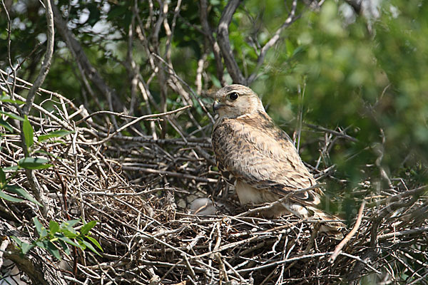 Merlin (Falco columbarius)