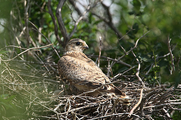 Merlin (Falco columbarius)