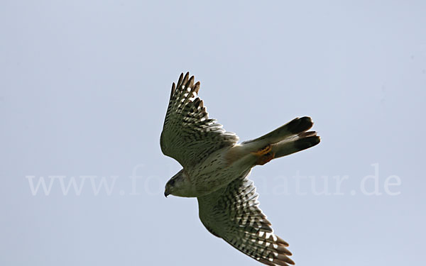 Merlin (Falco columbarius)