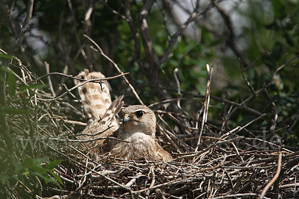 Merlin (Falco columbarius)