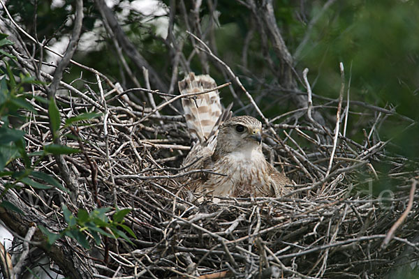 Merlin (Falco columbarius)