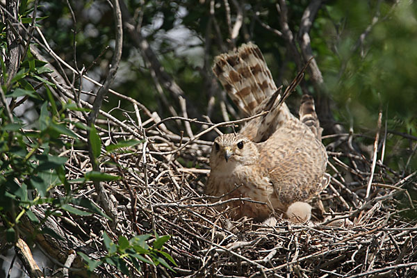 Merlin (Falco columbarius)