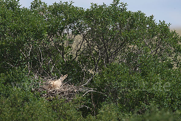 Merlin (Falco columbarius)