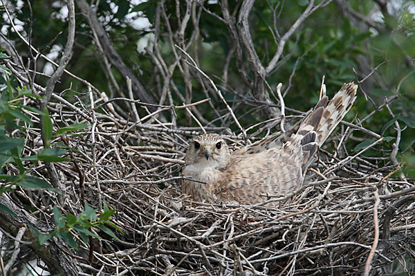 Merlin (Falco columbarius)