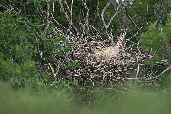 Merlin (Falco columbarius)