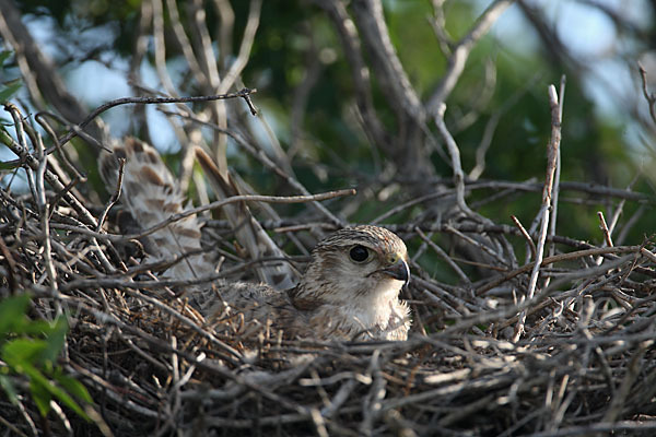 Merlin (Falco columbarius)