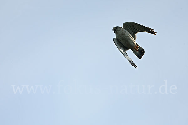 Merlin (Falco columbarius)