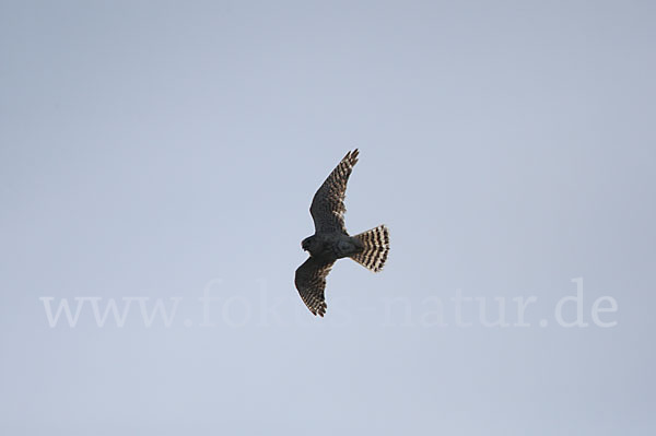 Merlin (Falco columbarius)