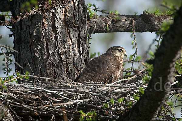 Merlin (Falco columbarius)