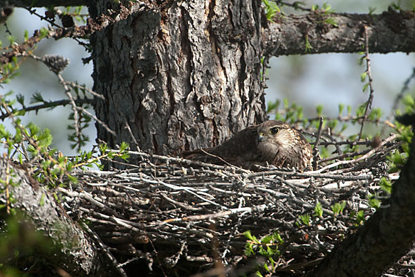 Merlin (Falco columbarius)