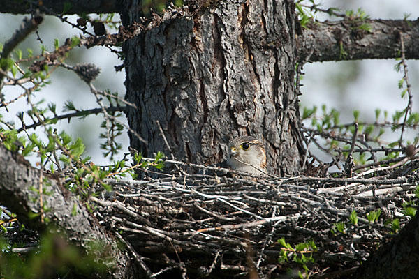 Merlin (Falco columbarius)