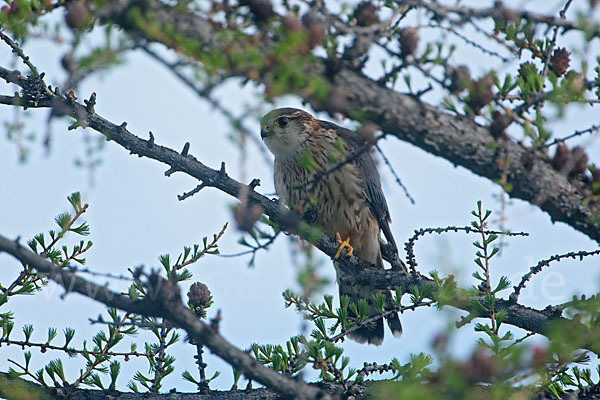 Merlin (Falco columbarius)