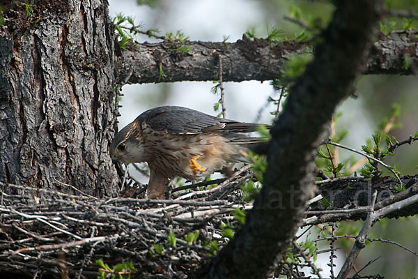 Merlin (Falco columbarius)