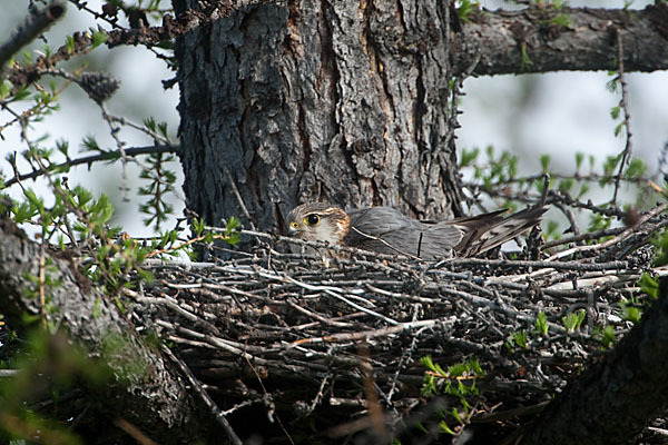 Merlin (Falco columbarius)