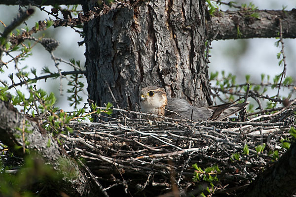 Merlin (Falco columbarius)