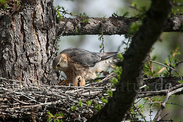 Merlin (Falco columbarius)