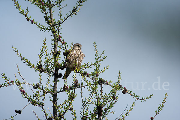 Merlin (Falco columbarius)