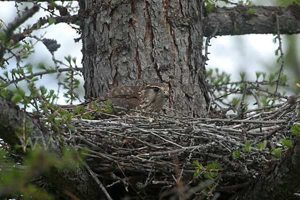 Merlin (Falco columbarius)