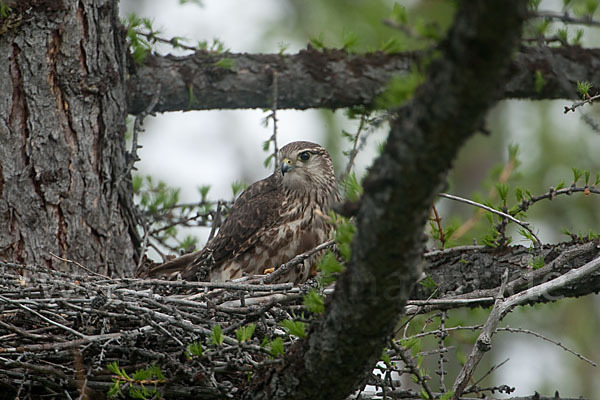 Merlin (Falco columbarius)