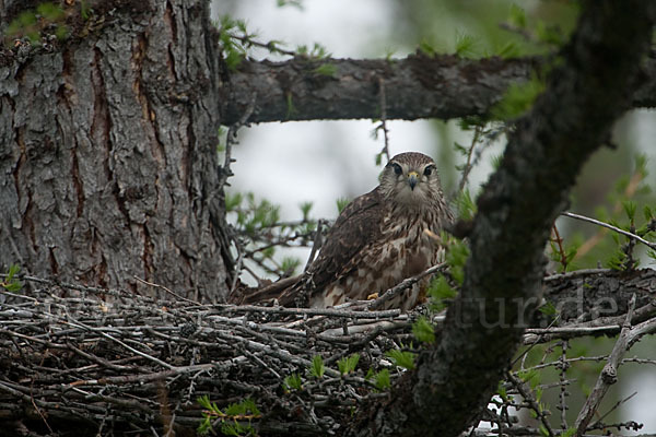 Merlin (Falco columbarius)