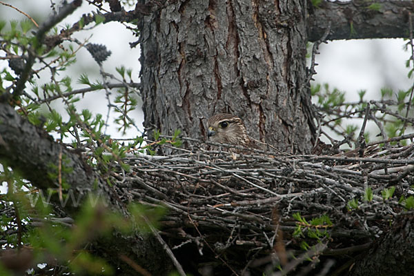 Merlin (Falco columbarius)