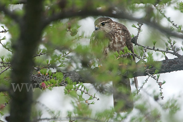 Merlin (Falco columbarius)