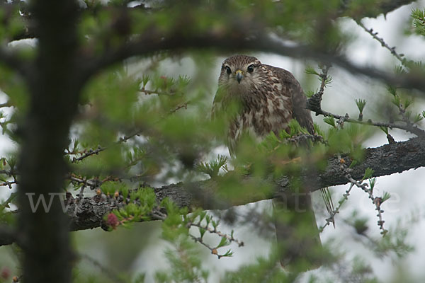 Merlin (Falco columbarius)