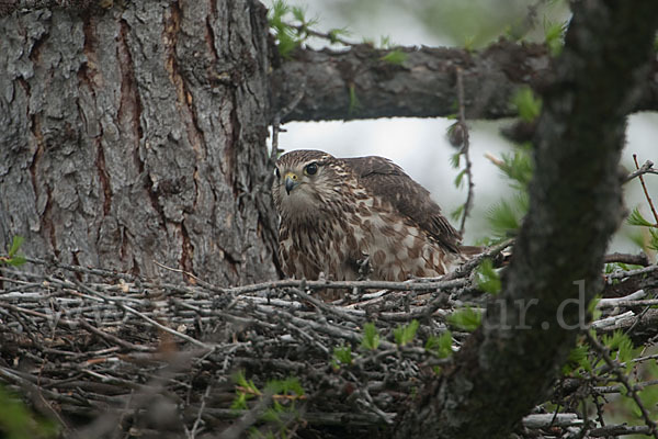 Merlin (Falco columbarius)