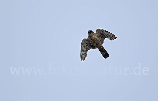 Merlin (Falco columbarius)