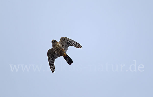 Merlin (Falco columbarius)