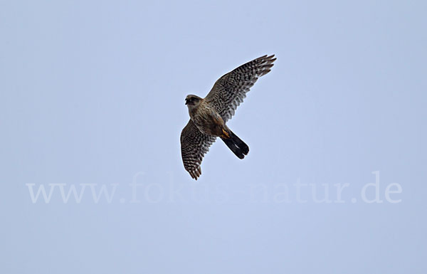 Merlin (Falco columbarius)