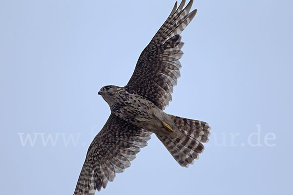 Merlin (Falco columbarius)