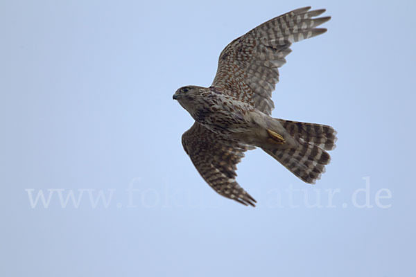 Merlin (Falco columbarius)