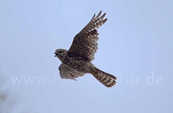 Merlin (Falco columbarius)