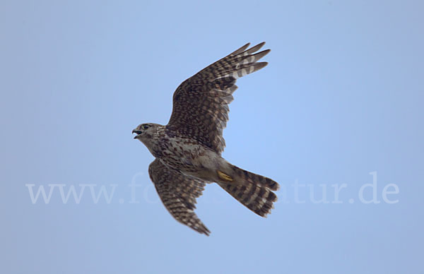 Merlin (Falco columbarius)