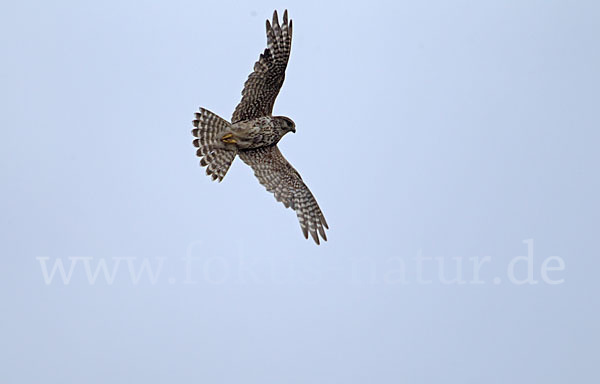 Merlin (Falco columbarius)