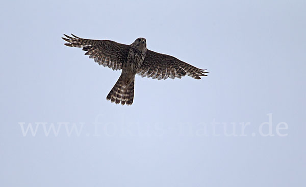 Merlin (Falco columbarius)